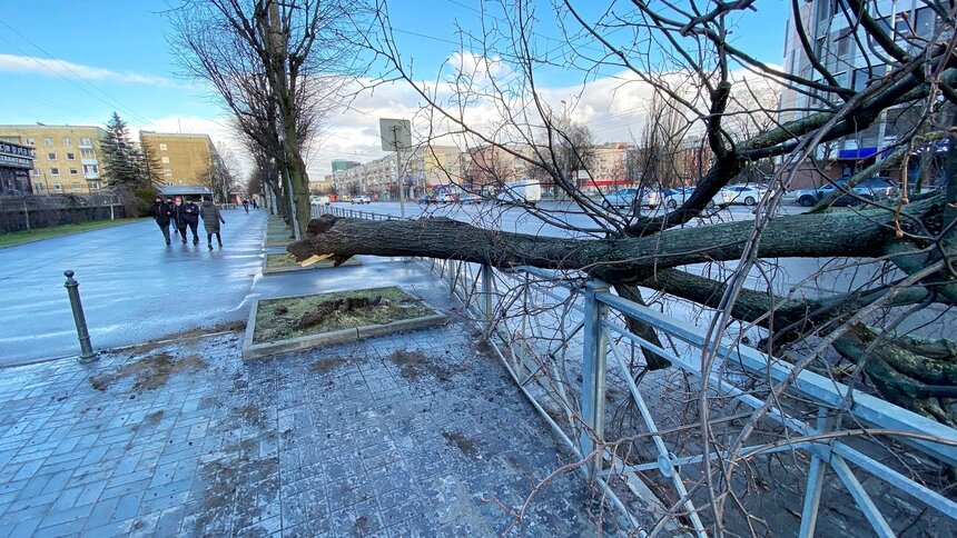 В Калининграде к февралю появится томограф для выявления трухлявых деревьев - Новости Калининграда | Фото: Александр Подгорчук / «Клопс»