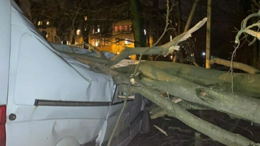 В Калининграде на улице Чкалова упавшее дерево смяло микроавтобус и придавило зад легковушки - Новости Калининграда | Фото: Денис Кузнецов