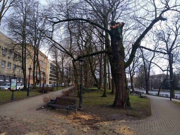 Столетнее дерево в Калининграде размозжило декоративный вазон (фото) - Новости Калининграда | Фото: Евгений Волчев