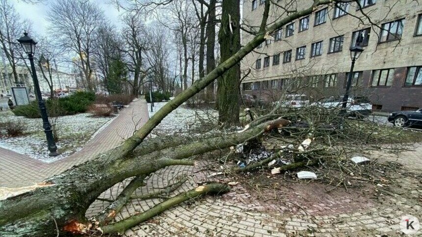 «Учреждения переводим на круглосуточный режим работы»: Дятлова — о действиях властей во время шторма «Вера» - Новости Калининграда | Фото: Александр Подгорчук / Архив «Клопс»