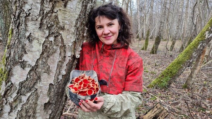 Красные чашечки на зелёном мху: в калининградских лесах появились первые грибы (фото) - Новости Калининграда | Фото: Анна Павлович