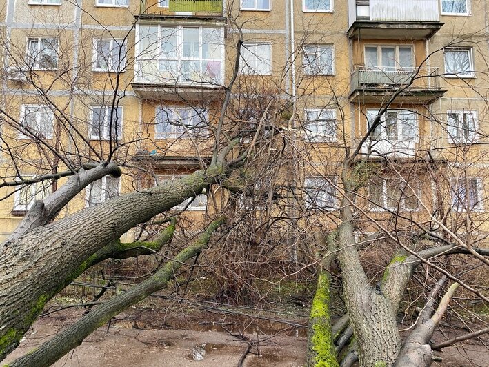 Оборвало провода, повредило окна: в центре Калининграда на пятиэтажку рухнуло дерево (фото) - Новости Калининграда | Фото: Александр Подгорчук / «Клопс»