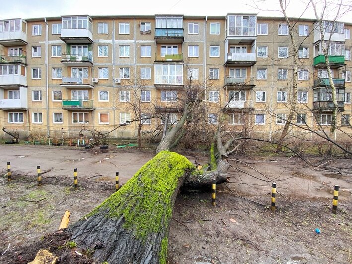 Оборвало провода, повредило окна: в центре Калининграда на пятиэтажку рухнуло дерево (фото) - Новости Калининграда | Фото: Александр Подгорчук / «Клопс»