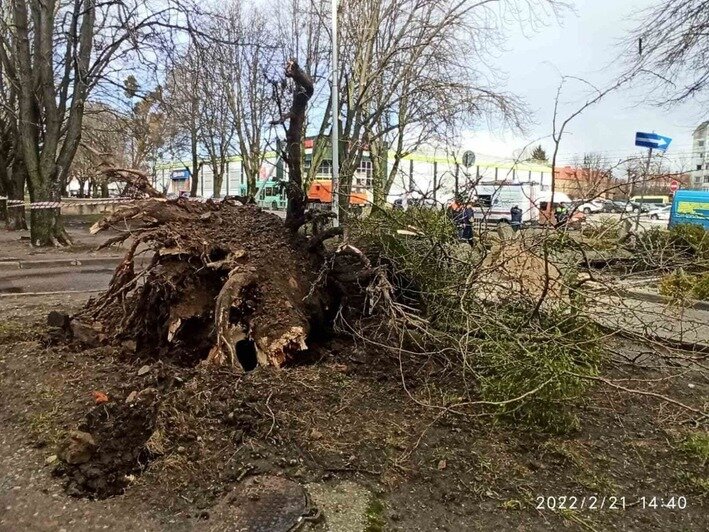 На Красной упавшее дерево оборвало троллейбусные провода (фото) - Новости Калининграда | Фото: «Клопс»