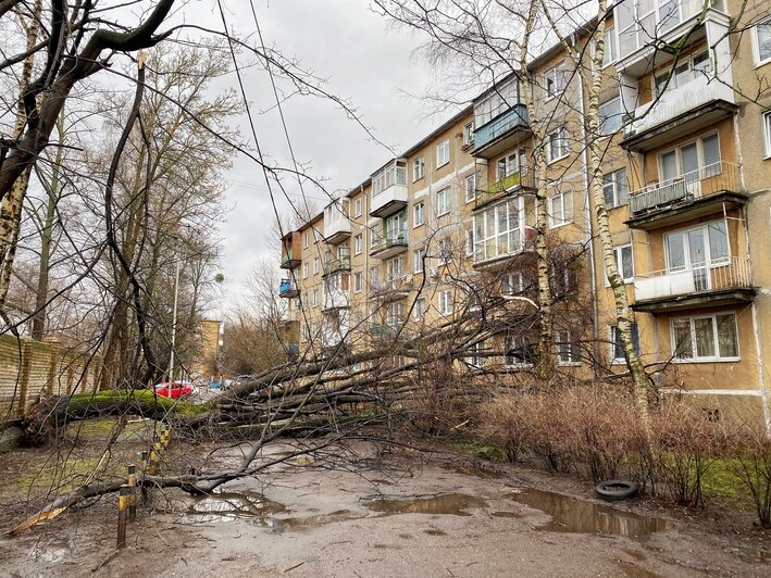 Оборвало провода, повредило окна: в центре Калининграда на пятиэтажку рухнуло дерево (фото) - Новости Калининграда | Фото: Александр Подгорчук / «Клопс»