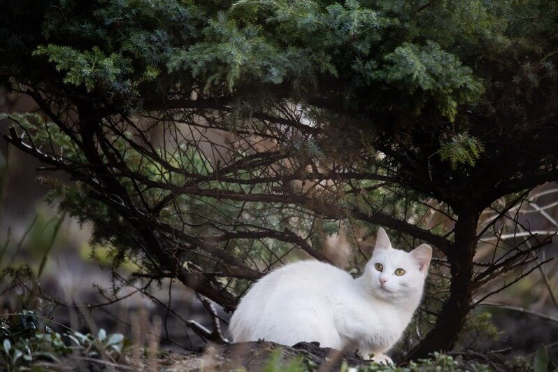 Калининградские коты греются на солнце в первый день весны (фоторепортаж) - Новости Калининграда | Фото: Александр Подгорчук / «Клопс»