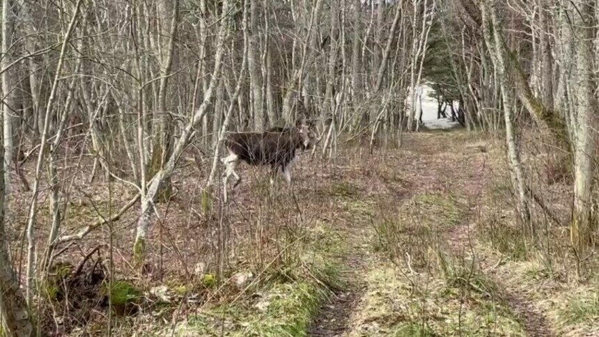 Сотрудники нацпарка «Куршская коса» опубликовали видео с бегающей в зарослях лосихой  - Новости Калининграда | Фото: скриншот с видео 