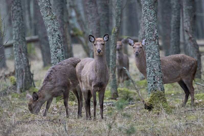 Косули, лоси и олени: на Куршской косе подсчитали диких животных (фото) - Новости Калининграда | Фото: национальный парк «Куршская коса» 