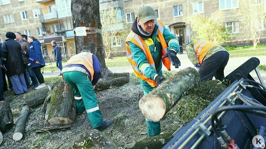 На Ленинском проспекте вырубили почти полсотни деревьев   - Новости Калининграда | Фото: Александр Подгорчук / Архив «Клопс»