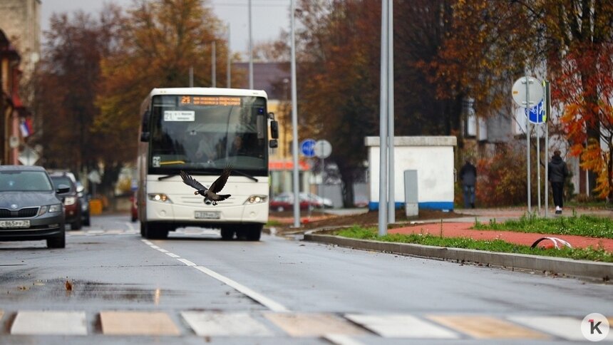 В Московском районе после жалоб пассажиров поменяли схему движения несколько автобусов	 - Новости Калининграда | Фото: Александр Подгорчук / Архив «Клопс»