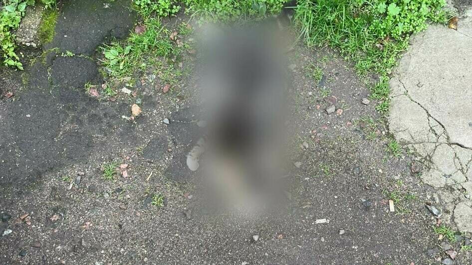 За последнюю неделю на ул. Горького в Светлом погибло семь котов | Фото: предоставила Екатерина