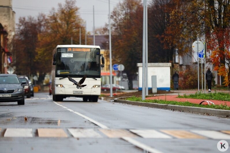 В Калининграде автобусы вернулись на отремонтированные Павлика Морозова и Судостроительную (фоторепортаж) - Новости Калининграда | Фото: Александр Подгорчук / «Клопс»