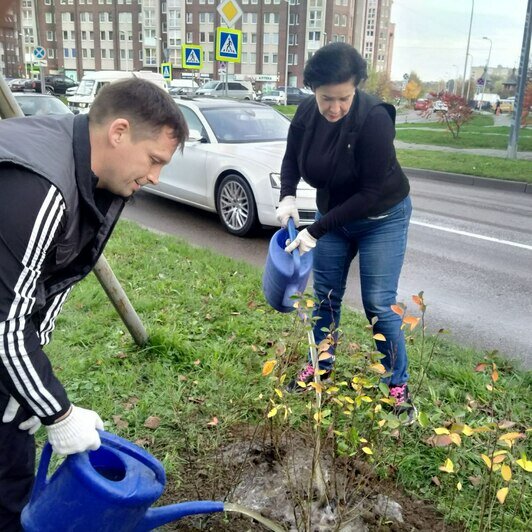 «Приствольные «квадраты» сегодня зияют пустотой»: Дятлова — о первом этапе осенней высадки зелени в Калининграде - Новости Калининграда | Фото автора