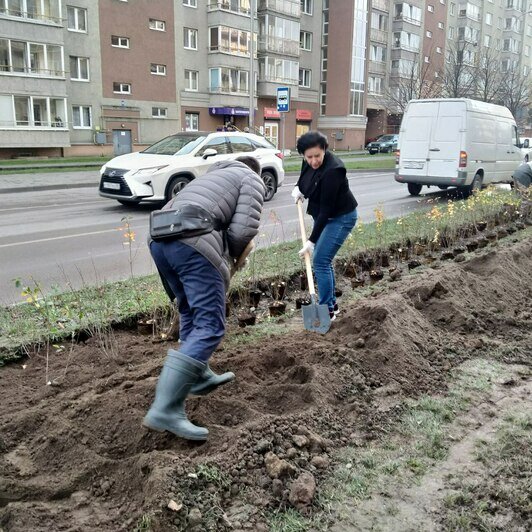 «Приствольные «квадраты» сегодня зияют пустотой»: Дятлова — о первом этапе осенней высадки зелени в Калининграде - Новости Калининграда | Фото автора