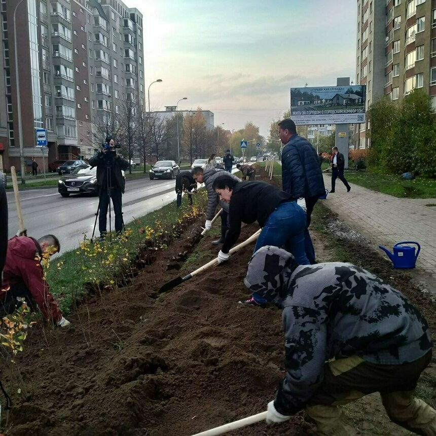 «Приствольные «квадраты» сегодня зияют пустотой»: Дятлова — о первом этапе осенней высадки зелени в Калининграде - Новости Калининграда | Фото автора