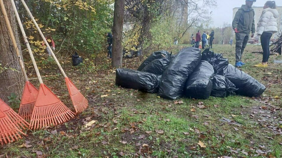 «Чиновнику полезно побыть полчаса дворником»: Дятлова — о субботнике в Калининграде (репортаж)      - Новости Калининграда | Фото: Анна Туманова / «Клопс»