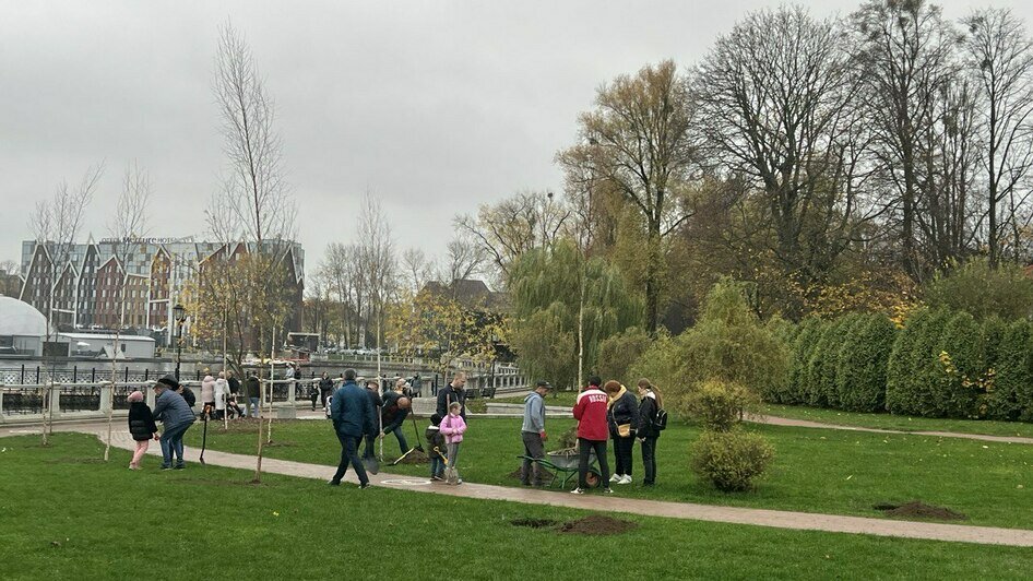 На берегу Верхнего озера в Калининграде высадили берёзовую аллею (фото) - Новости Калининграда | Фото: «Клопс»