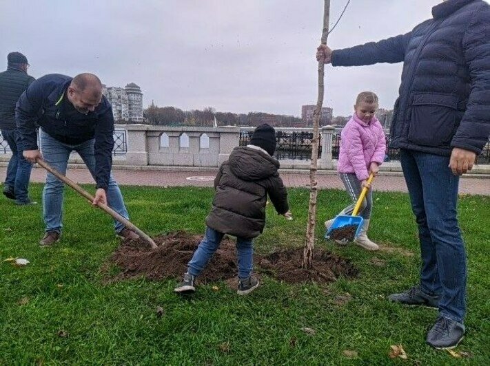 На берегу Верхнего озера в Калининграде высадили берёзовую аллею (фото) - Новости Калининграда | Фото: «Клопс»