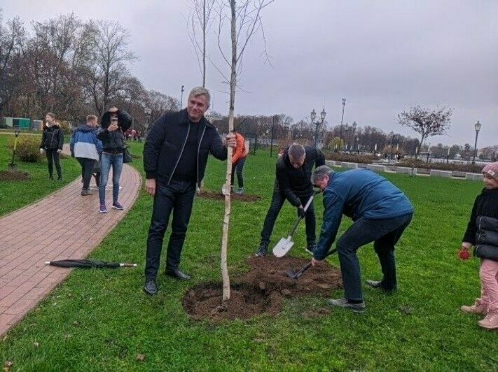 На берегу Верхнего озера в Калининграде высадили берёзовую аллею (фото) - Новости Калининграда | Фото: «Клопс»