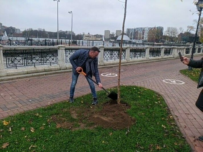 На берегу Верхнего озера в Калининграде высадили берёзовую аллею (фото) - Новости Калининграда | Фото: «Клопс»