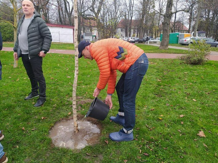 На берегу Верхнего озера в Калининграде высадили берёзовую аллею (фото) - Новости Калининграда | Фото: «Клопс»