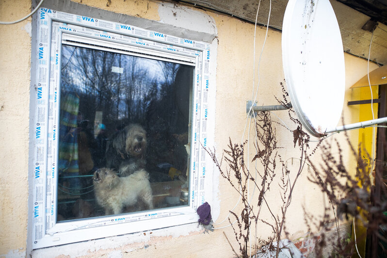 «Под угрозой жизнь 100 собак»: калининградка не может лечь на операцию из-за страха бросить свой приют   - Новости Калининграда | Фото: Александр Подгорчук / «Клопс»