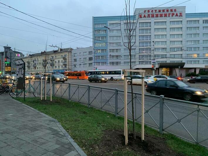 На Ленпроспекте высадили деревья взамен почти полсотни вырубленных (фото) - Новости Калининграда | Фото: пресс-служба администрации Калининграда