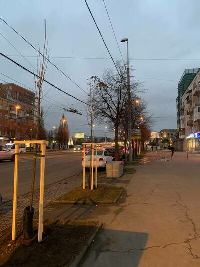 На Ленпроспекте высадили деревья взамен почти полсотни вырубленных (фото) - Новости Калининграда | Фото: пресс-служба администрации Калининграда