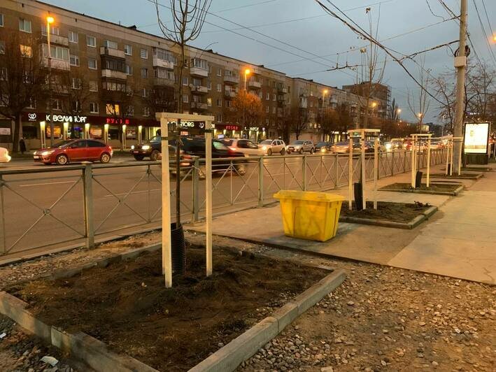 На Ленпроспекте высадили деревья взамен почти полсотни вырубленных (фото) - Новости Калининграда | Фото: пресс-служба администрации Калининграда