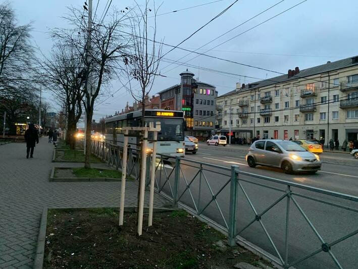 На Ленпроспекте высадили деревья взамен почти полсотни вырубленных (фото) - Новости Калининграда | Фото: пресс-служба администрации Калининграда