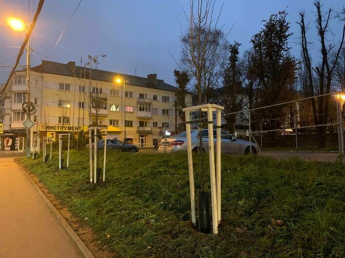 На Ленпроспекте высадили деревья взамен почти полсотни вырубленных (фото) - Новости Калининграда | Фото: пресс-служба администрации Калининграда