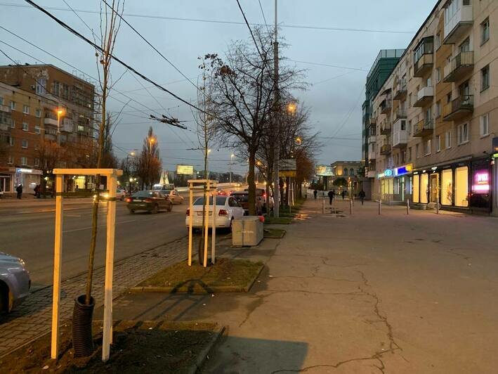 На Ленпроспекте высадили деревья взамен почти полсотни вырубленных (фото) - Новости Калининграда | Фото: пресс-служба администрации Калининграда