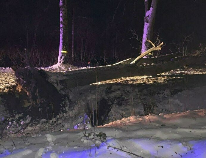На трассе Зеленоградск — Приморск легковушка налетела на упавшее дерево и съехала в кювет - Новости Калининграда | Фото: пресс-служба регионального УМВД
