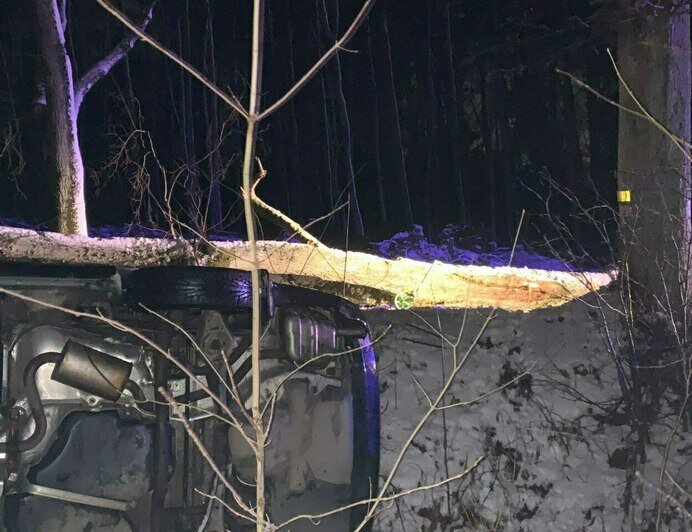 На трассе Зеленоградск — Приморск легковушка налетела на упавшее дерево и съехала в кювет - Новости Калининграда | Фото: пресс-служба регионального УМВД