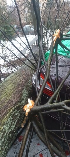 Гнилое дерево упало на машины в Гурьевске | Фото: Максим Бондарев