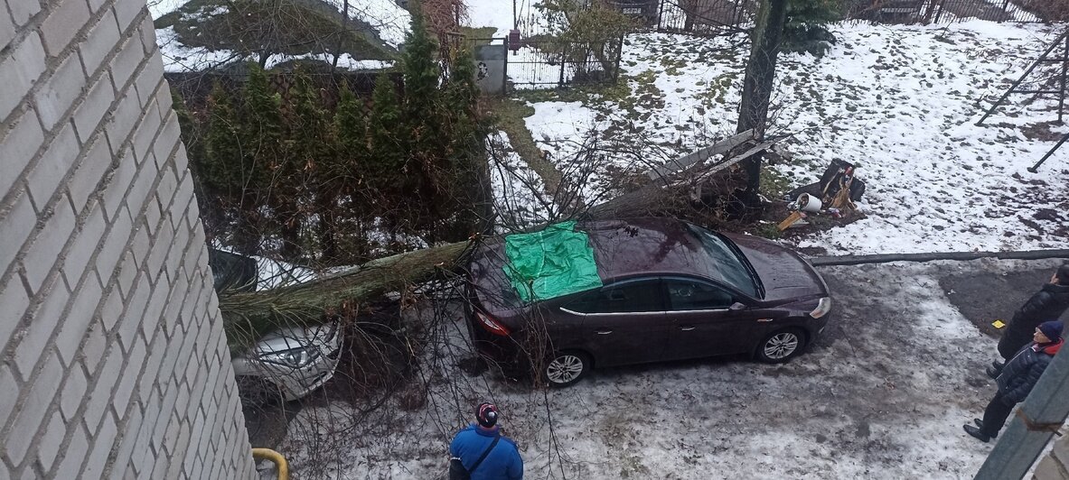 Гнилое дерево упало на машины в Гурьевске | Фото: Максим Бондарев