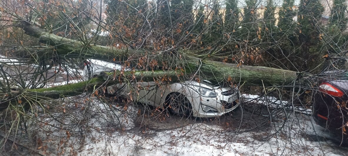 Гнилое дерево упало на машины в Гурьевске | Фото: Максим Бондарев