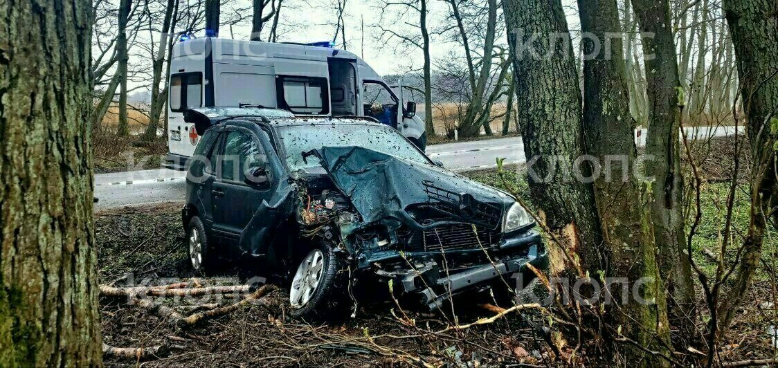 На Куршской косе легковушка врезалась в дерево, есть пострадавшие (фото) - Новости Калининграда | Фото: Очевидец