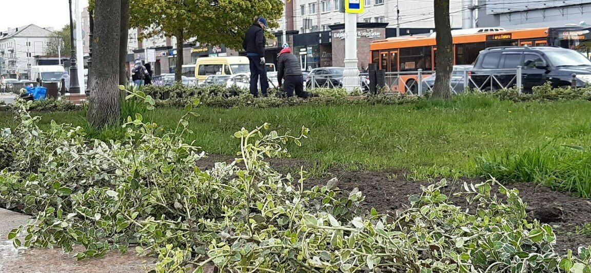 Многолетние розы и шалфей: клумбы на площади Победы начали украшать молодыми растениями (фото) - Новости Калининграда | Фото: пресс-служба администрации Калининграда