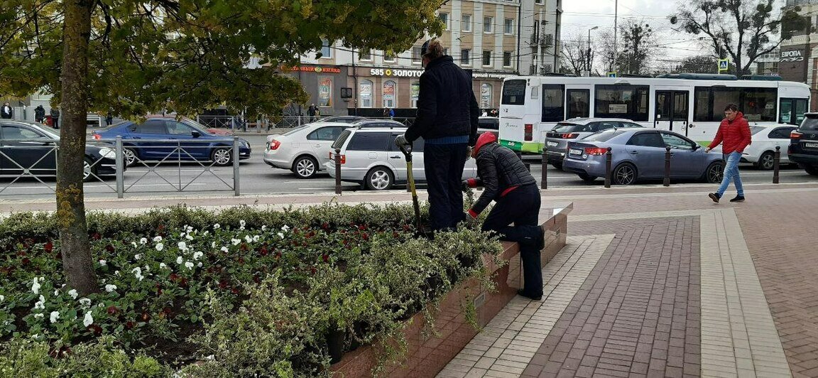 Многолетние розы и шалфей: клумбы на площади Победы начали украшать молодыми растениями (фото) - Новости Калининграда | Фото: пресс-служба администрации Калининграда