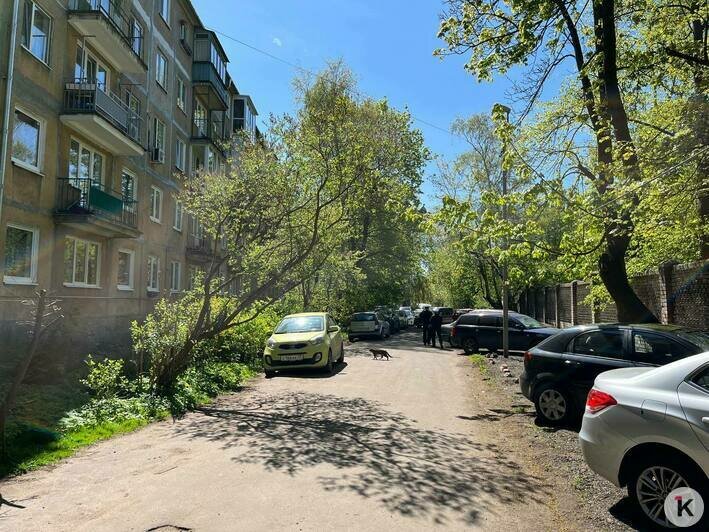 Жители центра Калининграда выступили против новой дороги (фото) - Новости Калининграда | Фото: Александр Подгорчук / «Клопс»