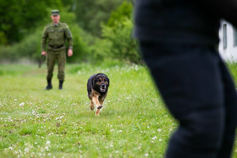 В Калининградской области прошли соревнования по многоборью кинологов (фоторепортаж)  - Новости Калининграда | Фото: Александр Подгорчук / «Клопс»