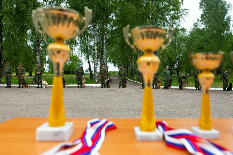 В Калининградской области прошли соревнования по многоборью кинологов (фоторепортаж)  - Новости Калининграда | Фото: Александр Подгорчук / «Клопс»