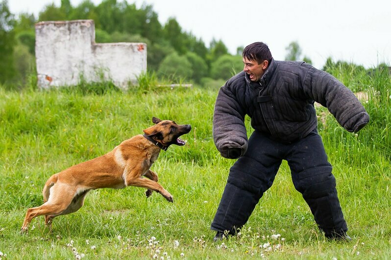 В Калининградской области прошли соревнования по многоборью кинологов (фоторепортаж)  - Новости Калининграда | Фото: Александр Подгорчук / «Клопс»