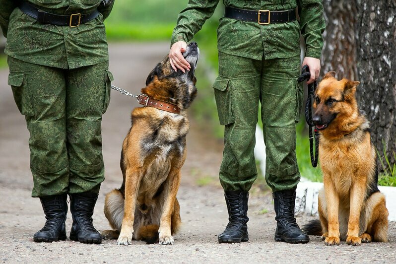 В Калининградской области прошли соревнования по многоборью кинологов (фоторепортаж)  - Новости Калининграда | Фото: Александр Подгорчук / «Клопс»