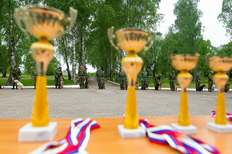 В Калининградской области прошли соревнования по многоборью кинологов (фоторепортаж)  - Новости Калининграда | Фото: Александр Подгорчук / «Клопс»