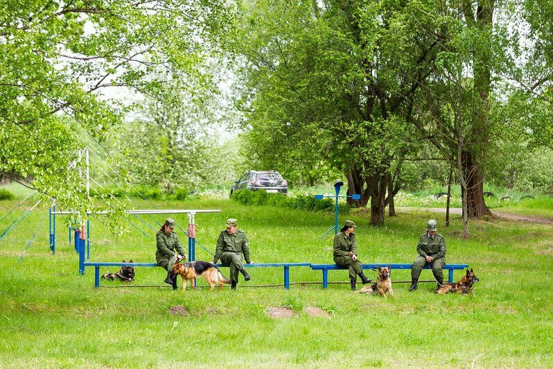 В Калининградской области прошли соревнования по многоборью кинологов (фоторепортаж)  - Новости Калининграда | Фото: Александр Подгорчук / «Клопс»