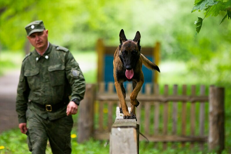 В Калининградской области прошли соревнования по многоборью кинологов (фоторепортаж)  - Новости Калининграда | Фото: Александр Подгорчук / «Клопс»