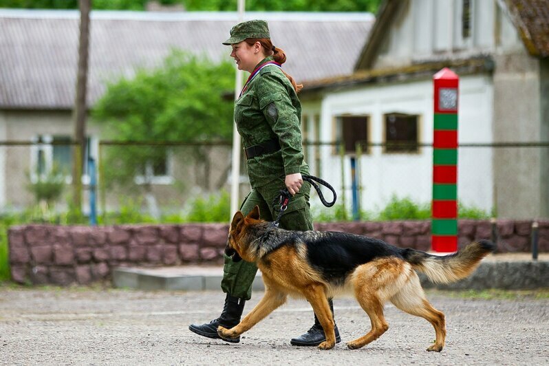 В Калининградской области прошли соревнования по многоборью кинологов (фоторепортаж)  - Новости Калининграда | Фото: Александр Подгорчук / «Клопс»