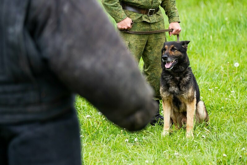 В Калининградской области прошли соревнования по многоборью кинологов (фоторепортаж)  - Новости Калининграда | Фото: Александр Подгорчук / «Клопс»